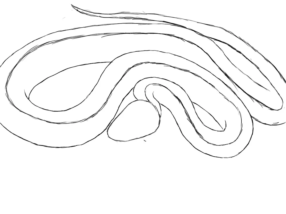 Nag Nagaina the Royal Cobra