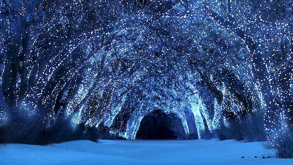 Fairytale winter forest