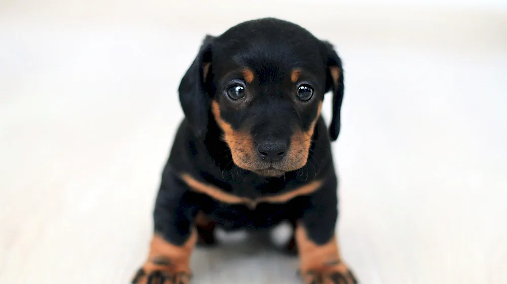 Dwarf pinscher terrier