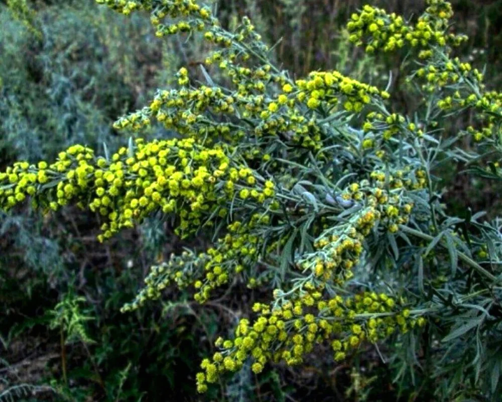 Wormwood bitter Artemisia absinthium