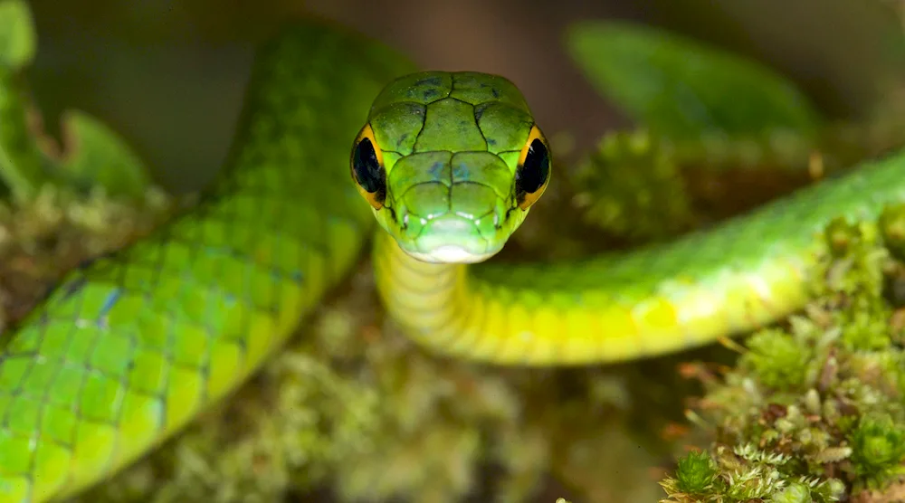 Snake