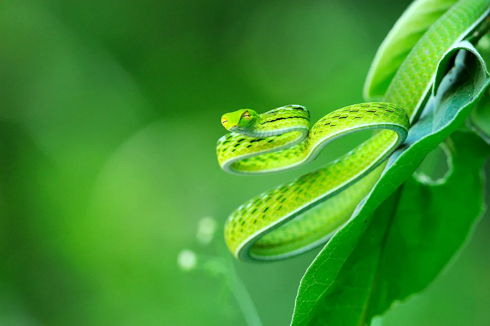 Green python snake