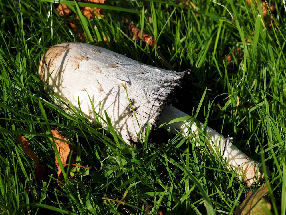 White mushroom on a tree