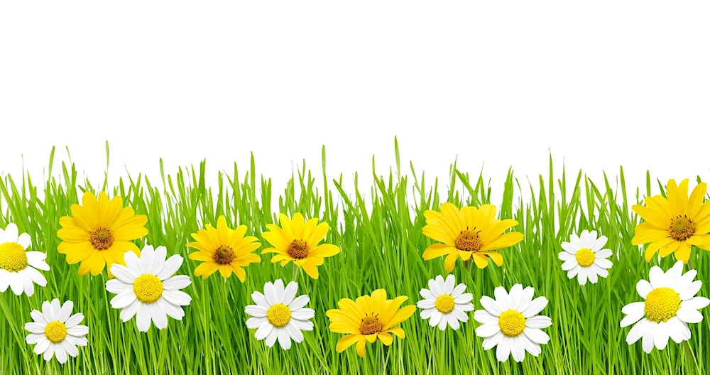 Chamomile background
