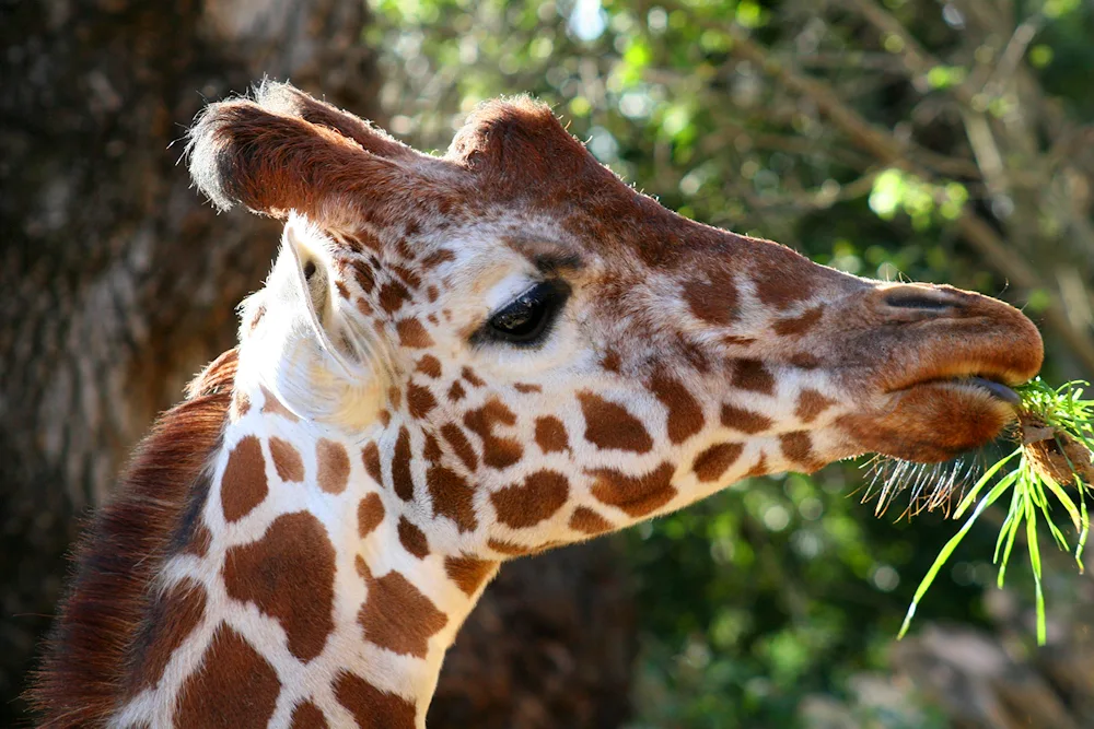 Giraffe giraffe