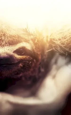 Three-toed Sloth