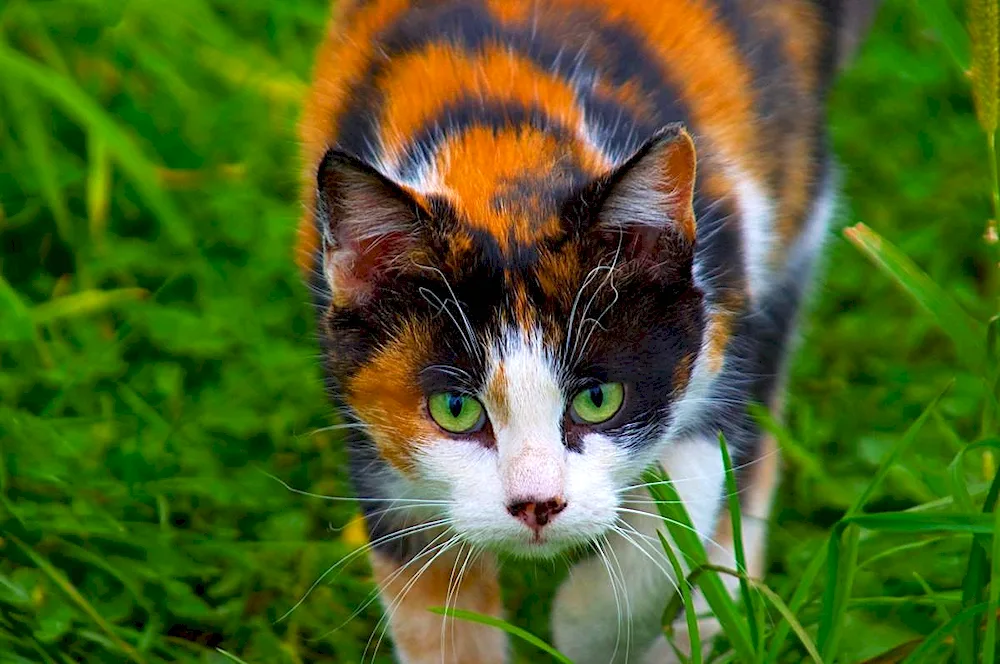 Tri-coloured Calico cat