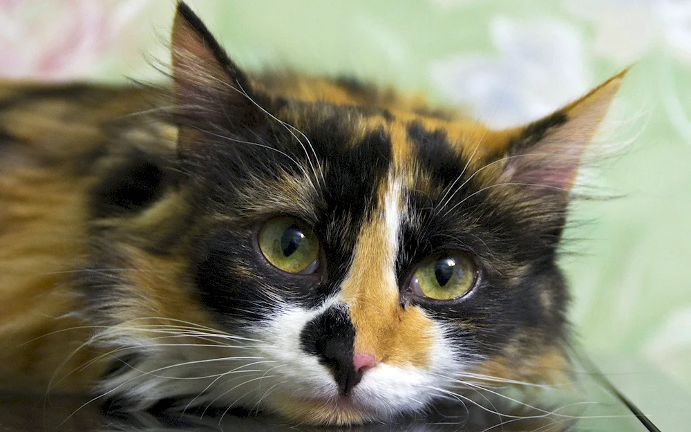 Tri-coloured tortoiseshell cat