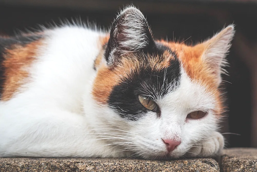 Tri-coloured Siberian shorthair cat