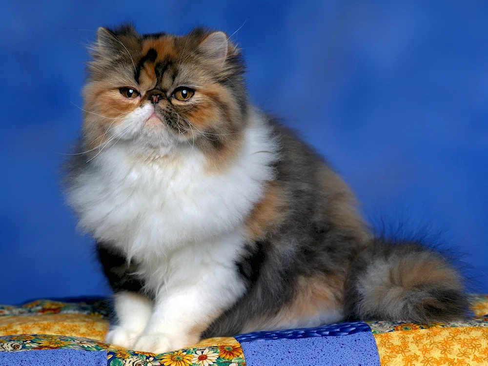 Tricolour Persian cat