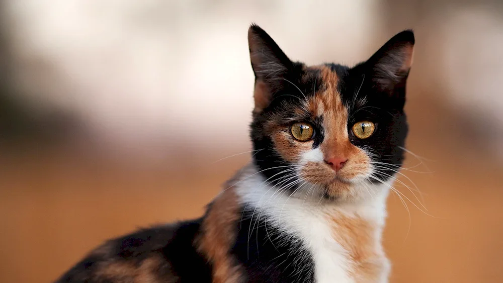 Tri-coloured tortoiseshell cat