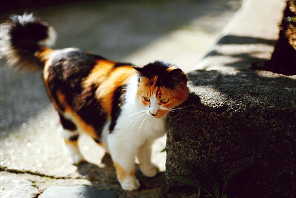 Tri-coloured tortoiseshell cat