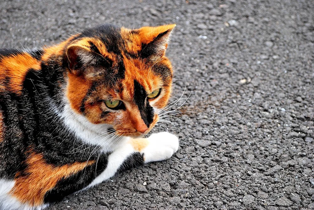 Tri-colour tortoiseshell cat