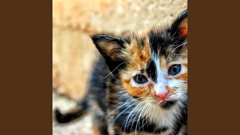 Tri-coloured cat Calico