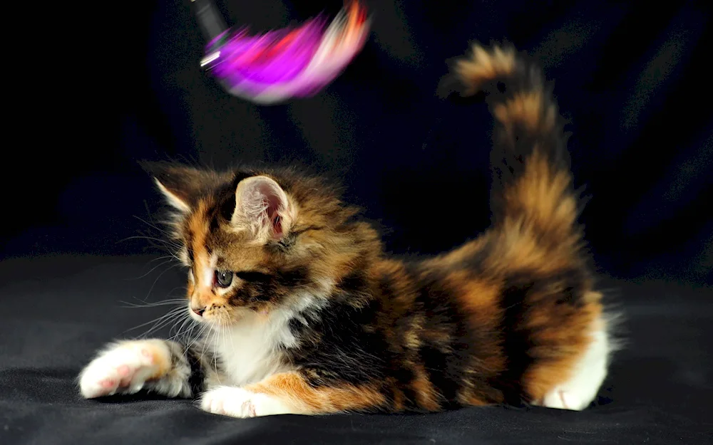 Tri-colour Maine Coon cat show cat