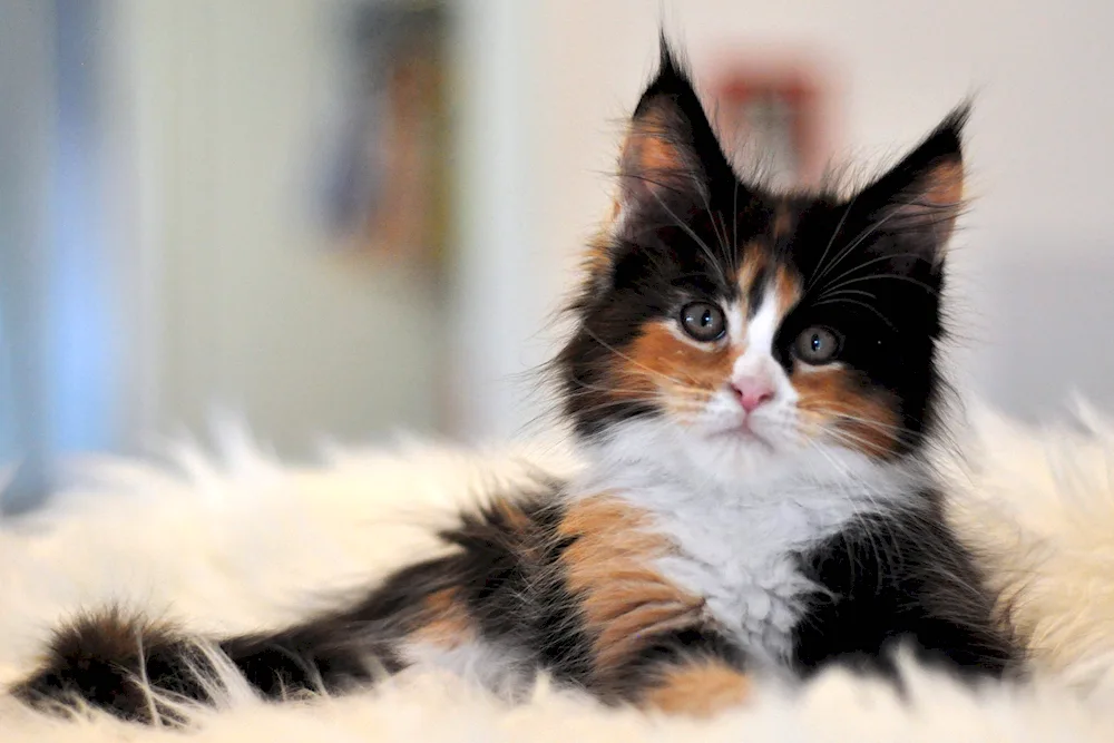 Tricolour Maine Coon cat