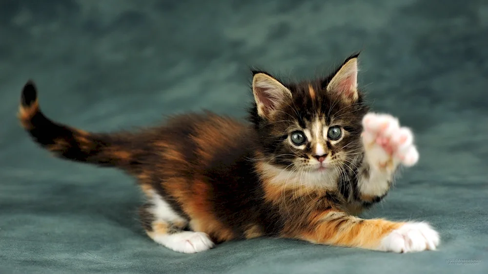 Tricolour Maine Coon cat