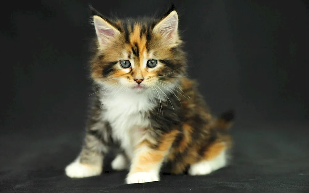 Maine Coon cat