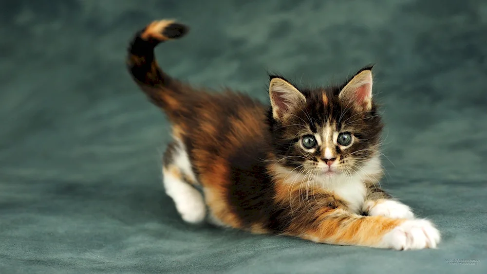 Tricolour Maine Coon cat