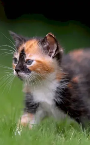 Tri-coloured Calico