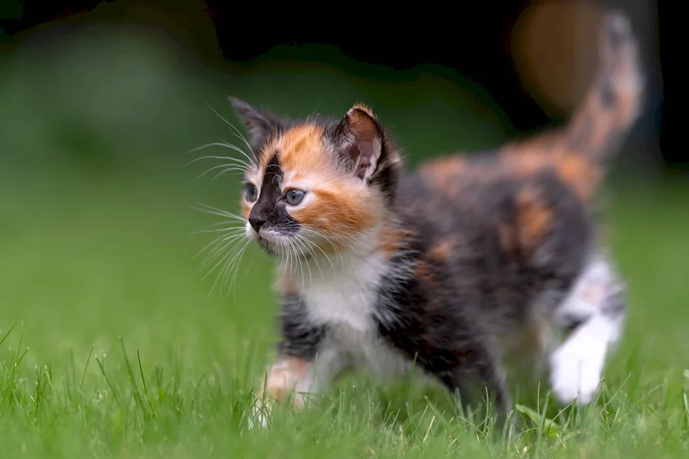 Tri-coloured Calico