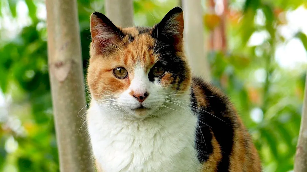 Tri-coloured tortoiseshell cat