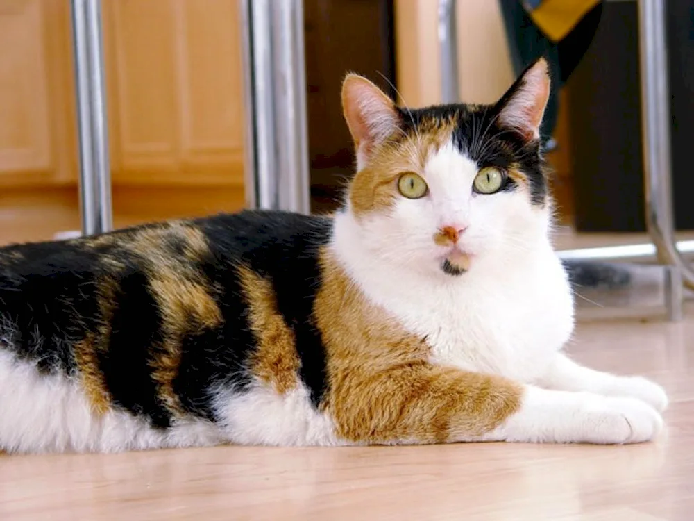 Tri-coloured cat Calico