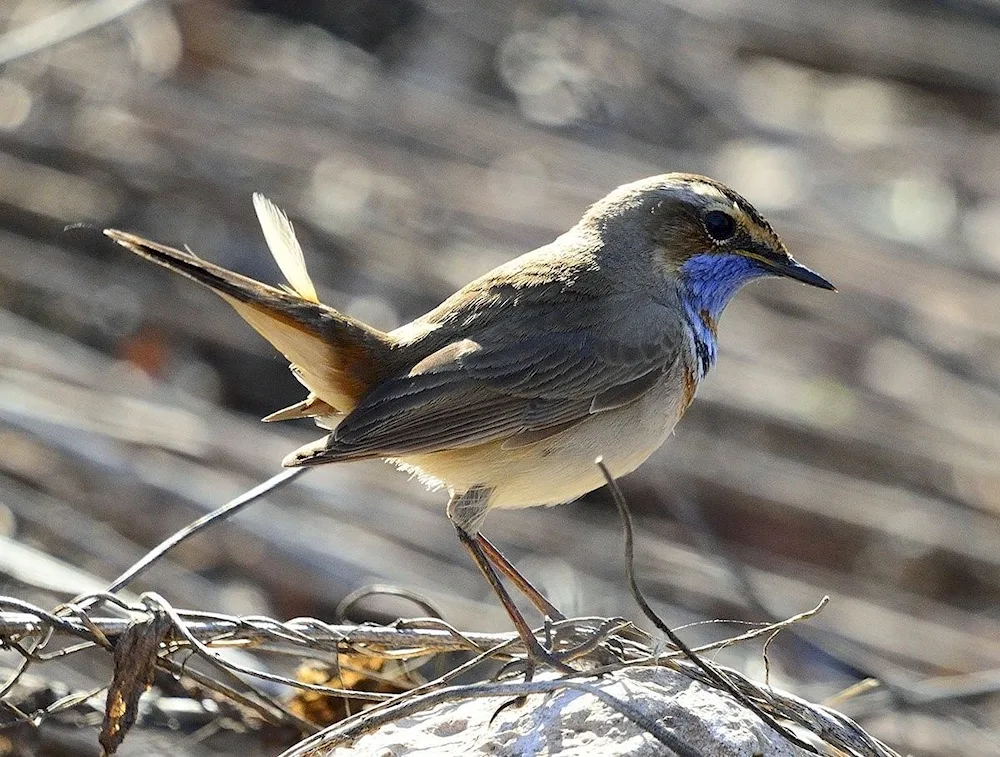 Birds of the Middle Volga Region of Samara