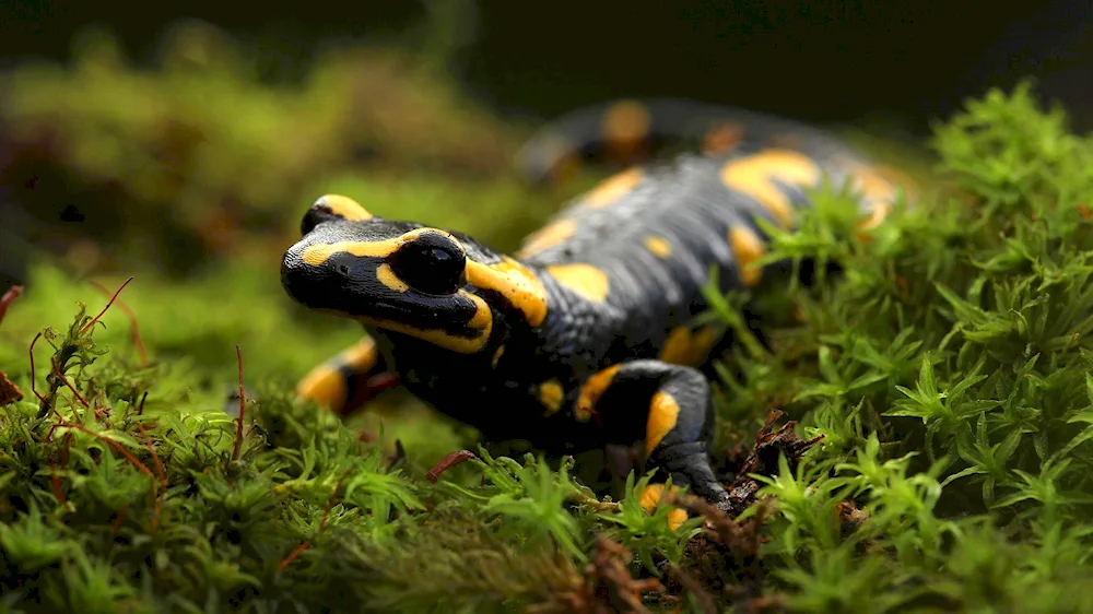 Triton Fire salamander