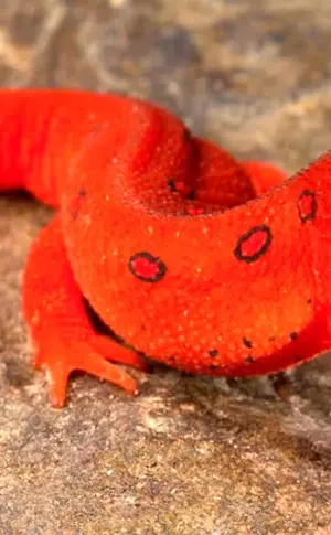 Triton Fire salamander