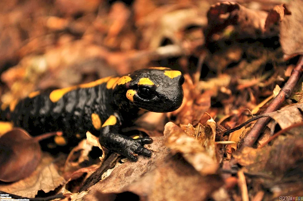 Triton Fire salamander