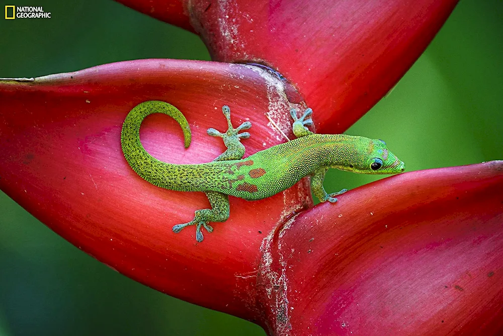 Tropical green lizard