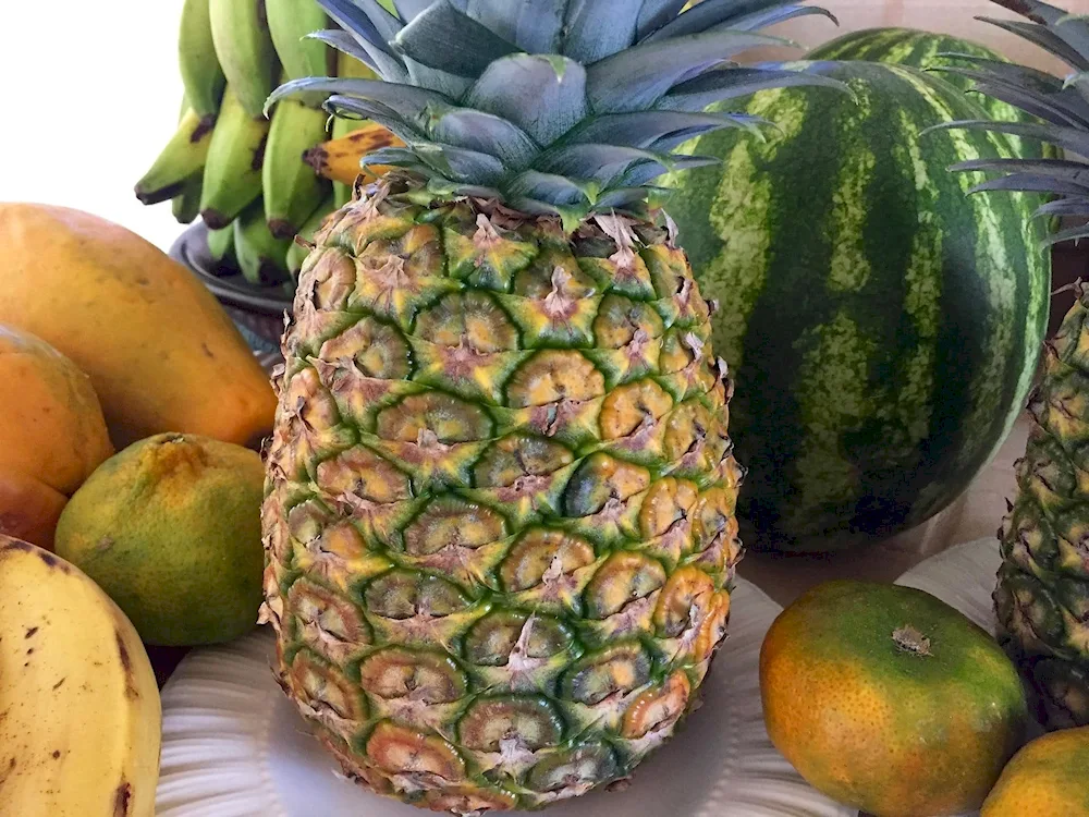 Alligator pear avocado
