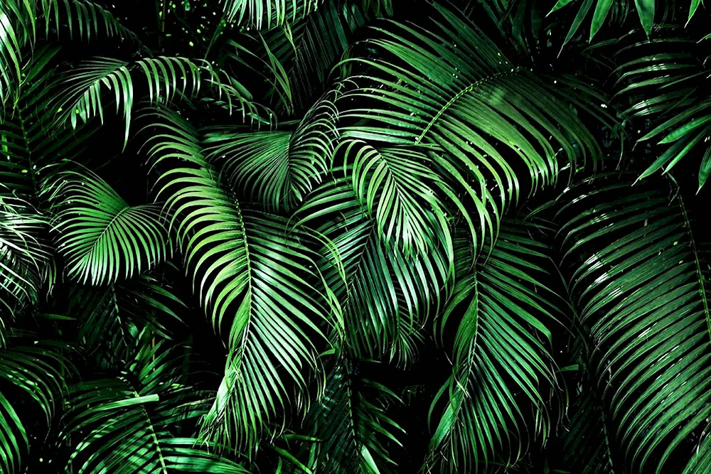 Tropical leaves