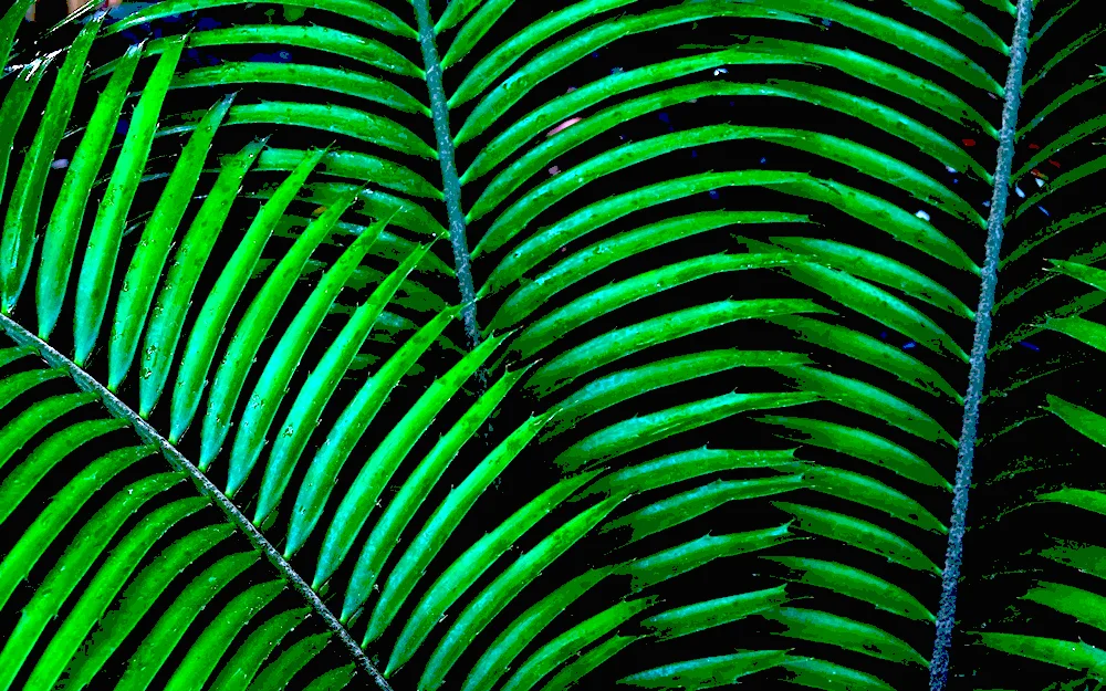 Tropical leaves