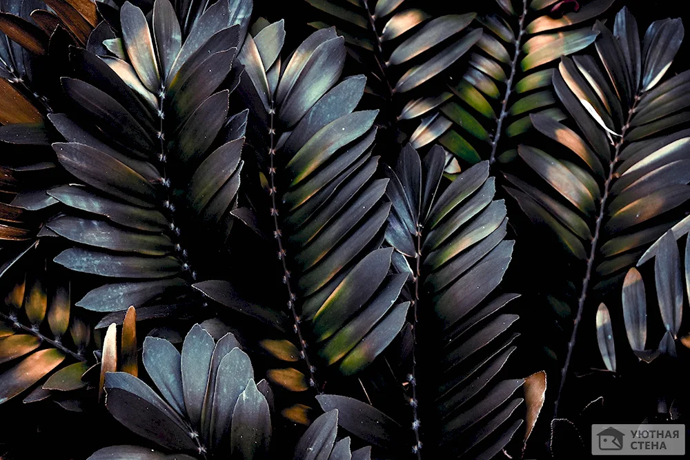 Tropical leaves