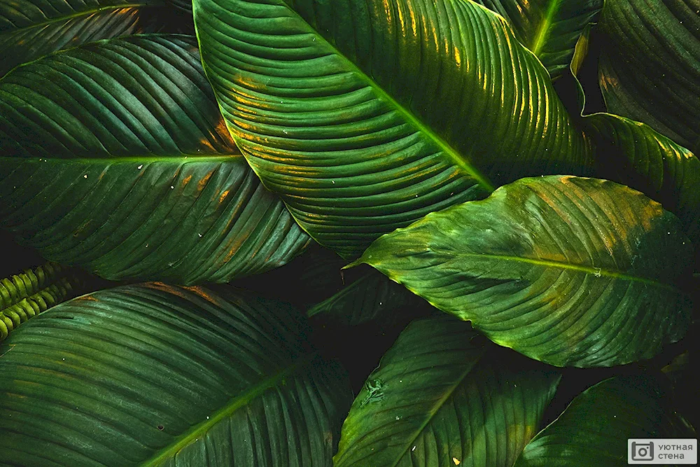 Tropical leaves