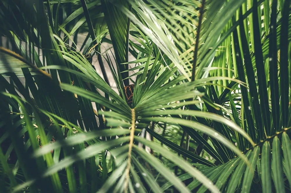 Tropical palm leaves background