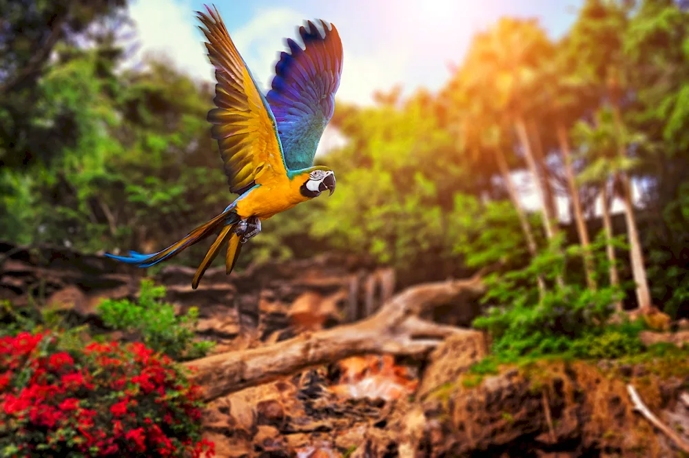 Cockatoo parrot