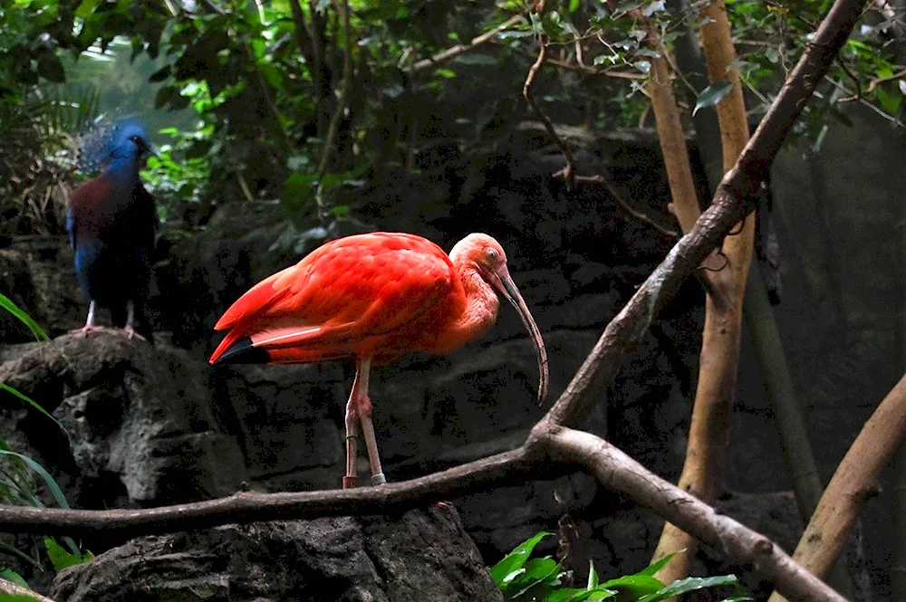 Green. long-tailed parrot