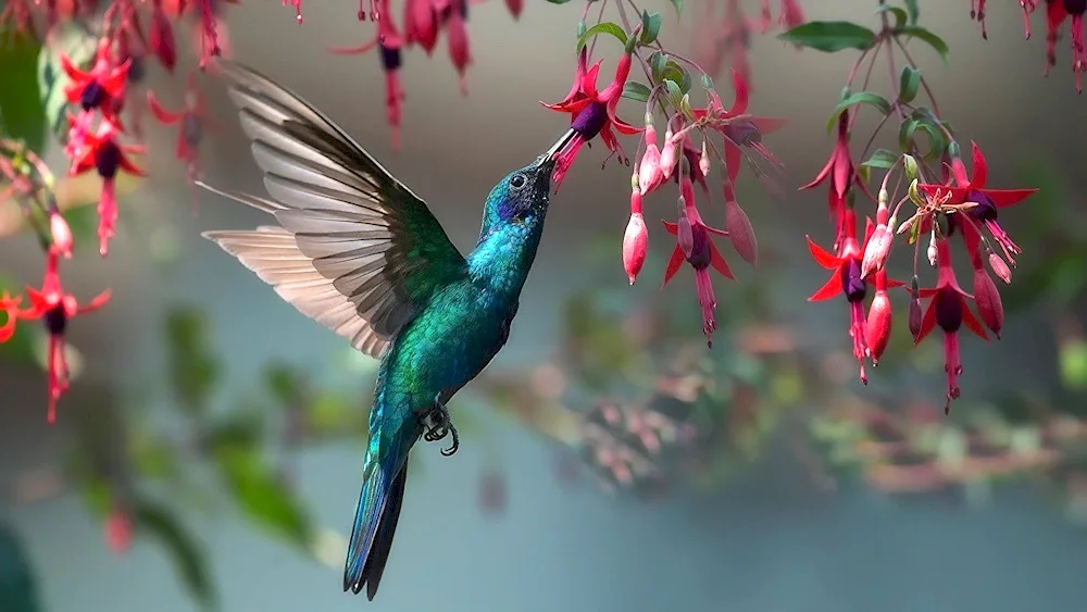 Tropical Hummingbirds