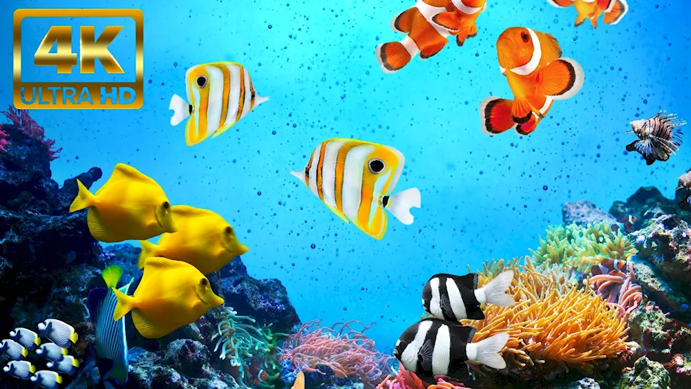 Tropical Fish Coral Reef