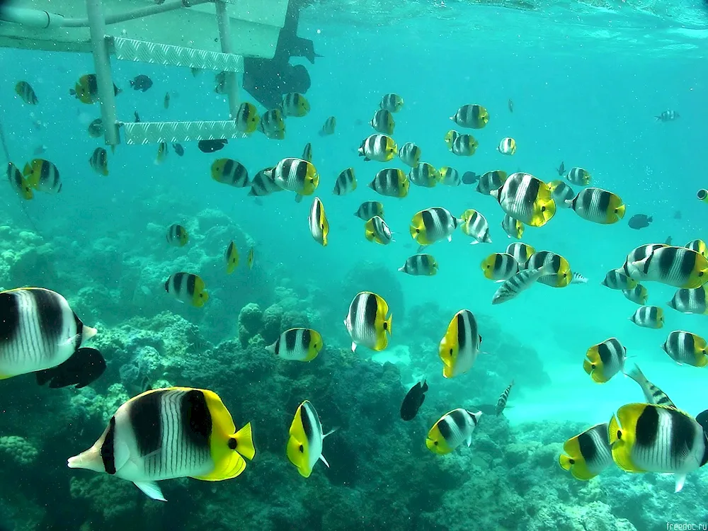Tropical fish