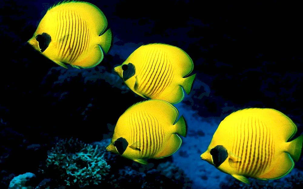 Tropical fish