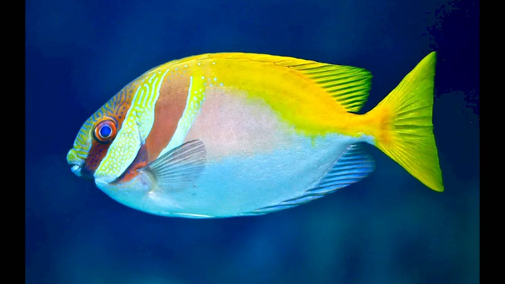 Exotic fish