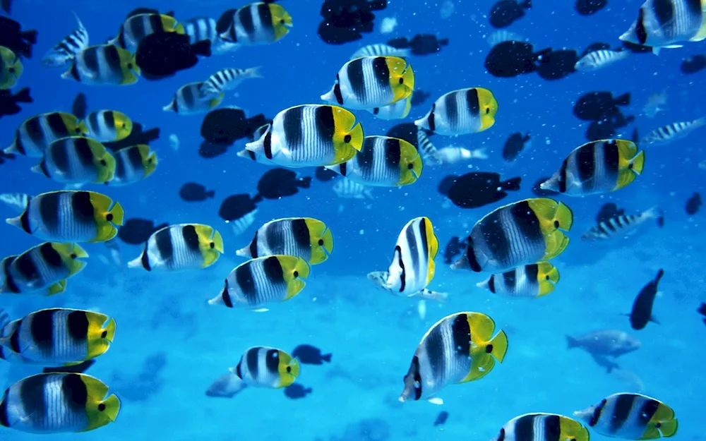 Tropical fish