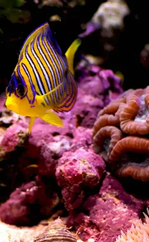 Tropical Fish Coral Reef
