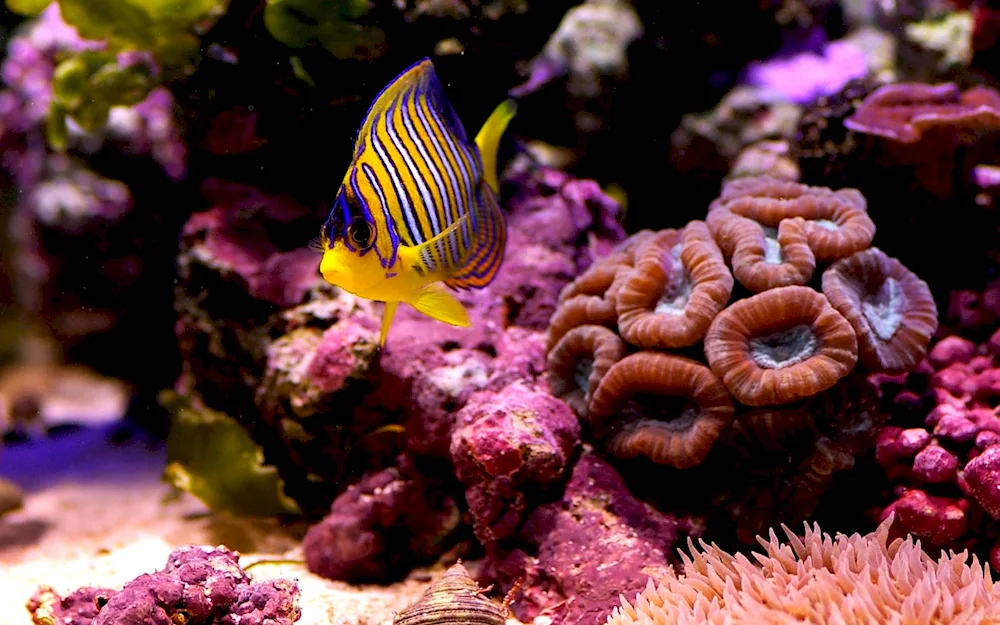 Tropical fish coral reef