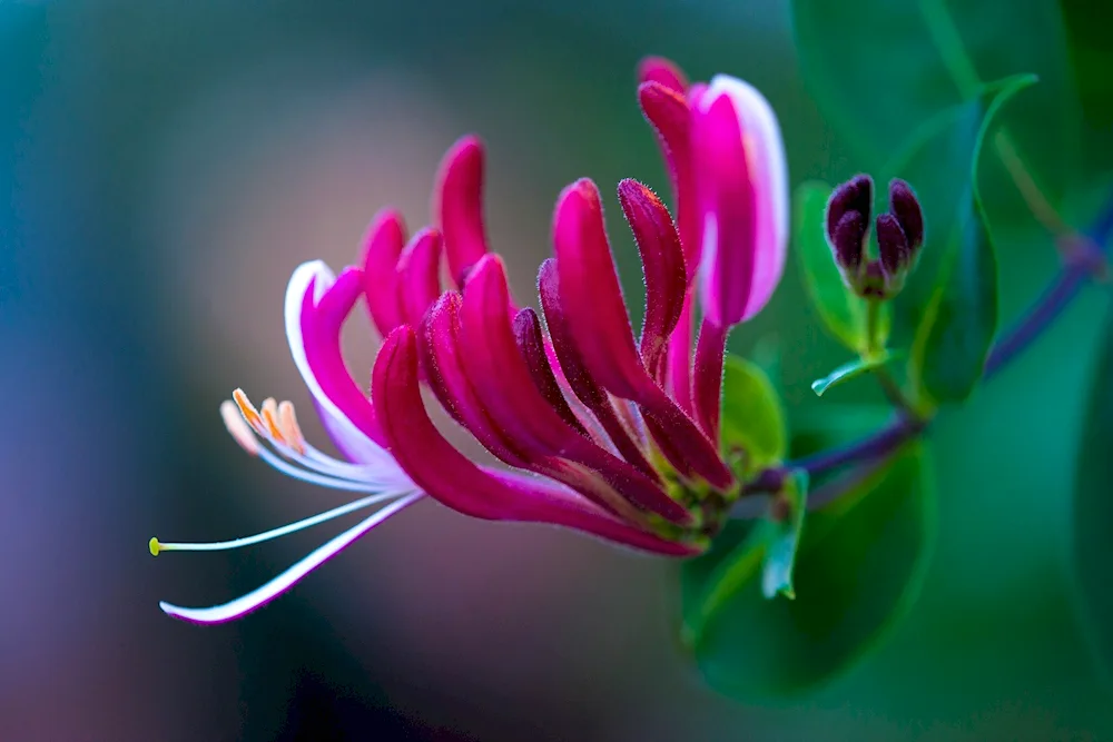 Tropical flowers