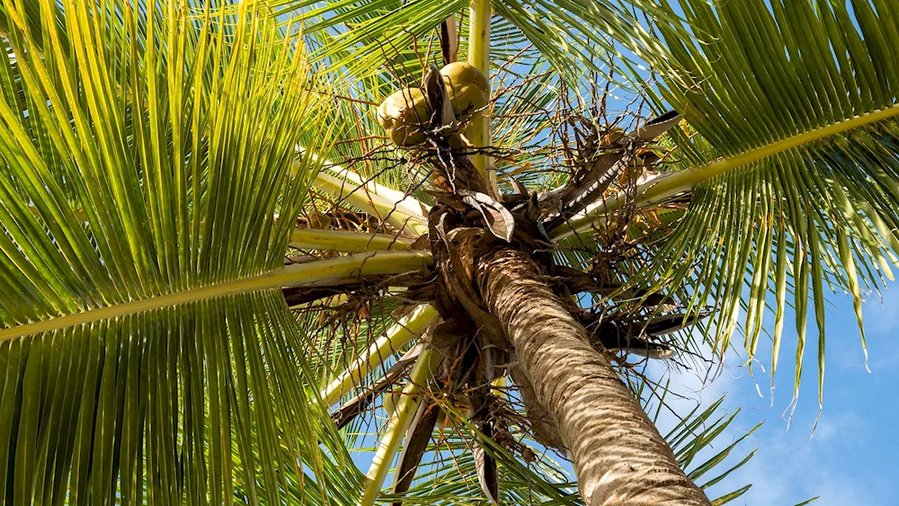 Attalea speciosa
